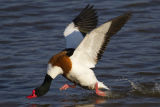 Shelduck 